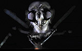 Reverence ibook - Insect Portraits, The Stuff of Nightmares