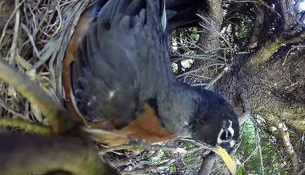 Incredible Time Lapse Of Birds Nest