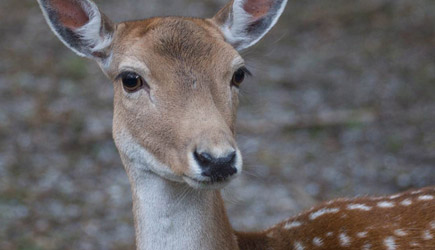 Deer vs Leaf Blower