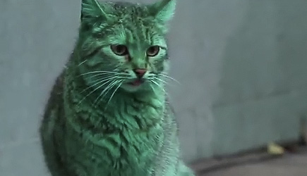 The Mystery Of Bulgaria's Green Cat