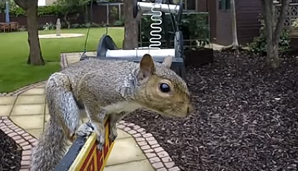 Squirrel Furmula 1 Obstacle Course
