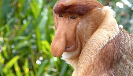Zefrank True Facts Proboscis Monkey