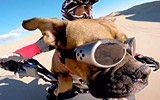 Lexus The Dirt Bike Dog