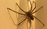 Spider Room
