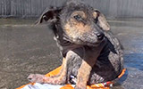 Hope For Paws Dog Rescue - Jordan