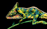 Chameleon Body Painting