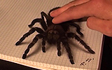 3D Spider Drawing