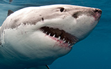 Great White Shark Attacks Diving Cage South Africa