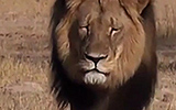 Jimmy Kimmel On The Killing Of Cecil The Lion
