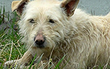Dog Rescue Of A Lifetime - Zuzi'e Story