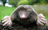 Mole Problem? Call This Guy!