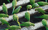 India's 'Birdman' Feeds 4000 Parakeets A Day