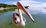 GoPro: Pelican Learns To Fish