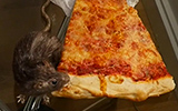 NYC Pizza Rat Prank
