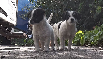 Hope For Paws - Saving Five Orphaned Puppies