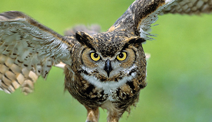 Owl Flight At Wedding Fail