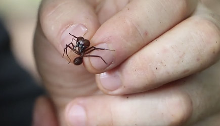 Coyote Peterson vs Leaf Cutter Ants