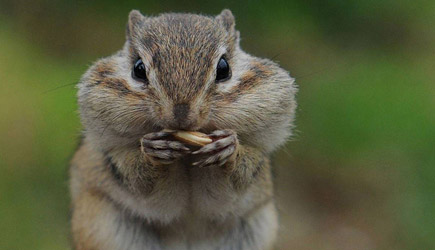Chipmunk Caught Red Handed. Priceless Reaction..