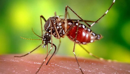 Extreme Mosquito Outbreak