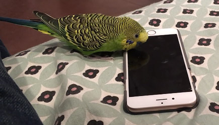 Kiwi vs Siri, #parkiet, #vogel, #parakeet, #huisdier