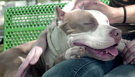Stuart Edge - Giving Beds To Homeless Dogs