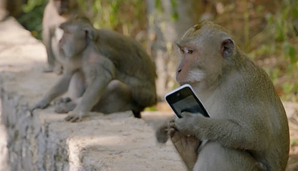 Why Monkeys Steal From Tourists