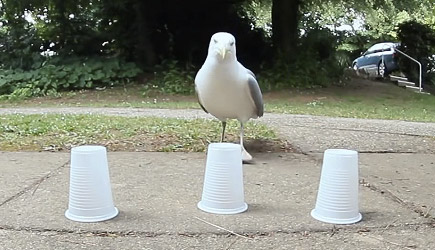 Three Cups One Seagull