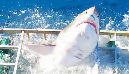 Great White Shark Cage Breach Accident