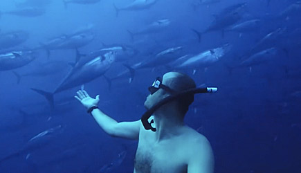 Divers vs Sea Of Tuna