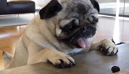 Funny Pugs Compilation