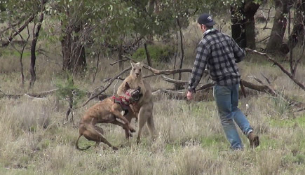 Man & Dog vs Kangaroo