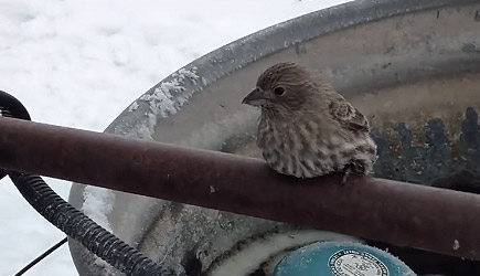 Bird Frozen To Fence Rescue