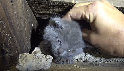 Hope For Paws - Street Kittens