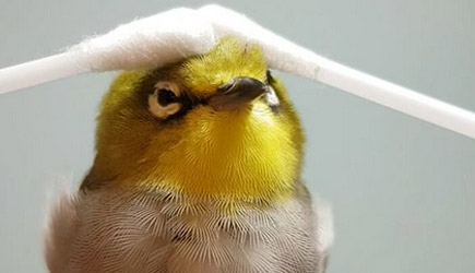Yellow Bird Enjoys Qtip Massage Too Much