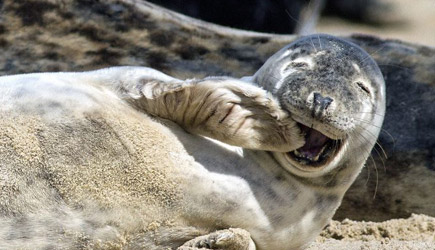 Funny Seal & Sea Lion Compilation