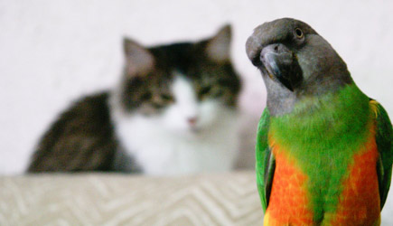 Cats vs Birds Fails Compilation