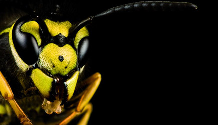 Wasp vs Bee, Wesp vs Bij