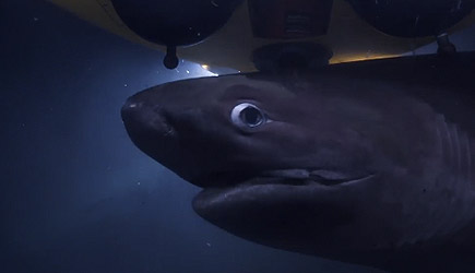 Blue Planet II - Sharks Attack Submarine