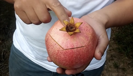 This Is How You Cut A Pomgranate