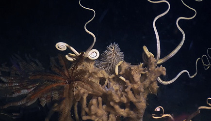 The Deepest Dive In Antarctica Reveals A Sea Floor Teeming With Life