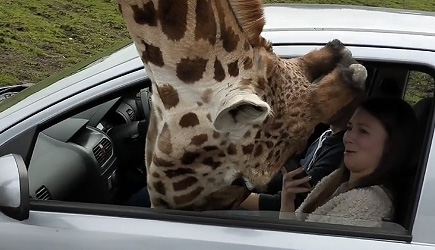 Never Close Your Window With A Giraffe Inside, Safari Park