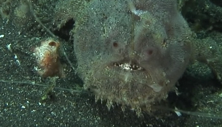 True Facts About Frog Fish
