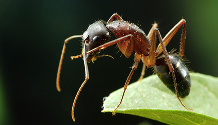 True Facts: Ant Mutualism