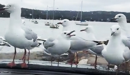 Pranked Seagulls