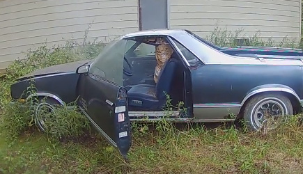 Horrifying Giant Hornets Built A Nest In A Car
