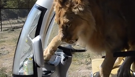 Lion vs Safari Tour