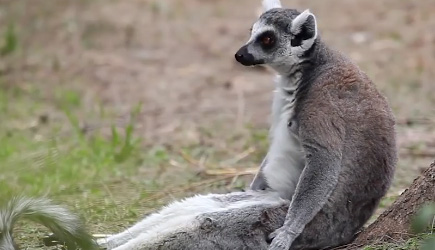 True Facts: The Lemur