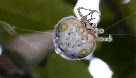True Facts: The Bolas Spider