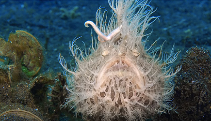 Hairy Frogfish Is Faster Than Slow Motion