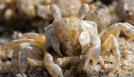True Facts : The Sand Bubbler Crab